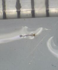 Cribraria microcarpa