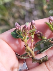 Ceanothus tomentosus
