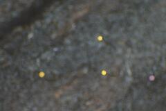 Cribraria microcarpa