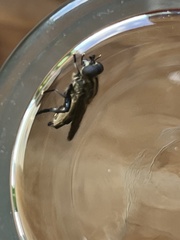 Orthoprosopa bilineata
