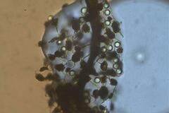 Cribraria microcarpa