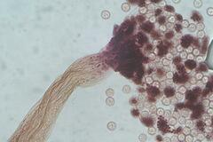 Cribraria microcarpa