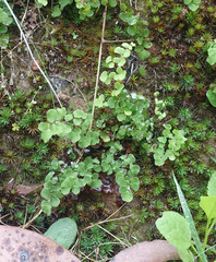 Adiantum aethiopicum