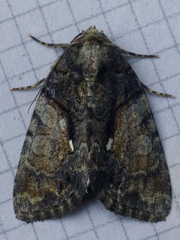 Chytonix palliatricula