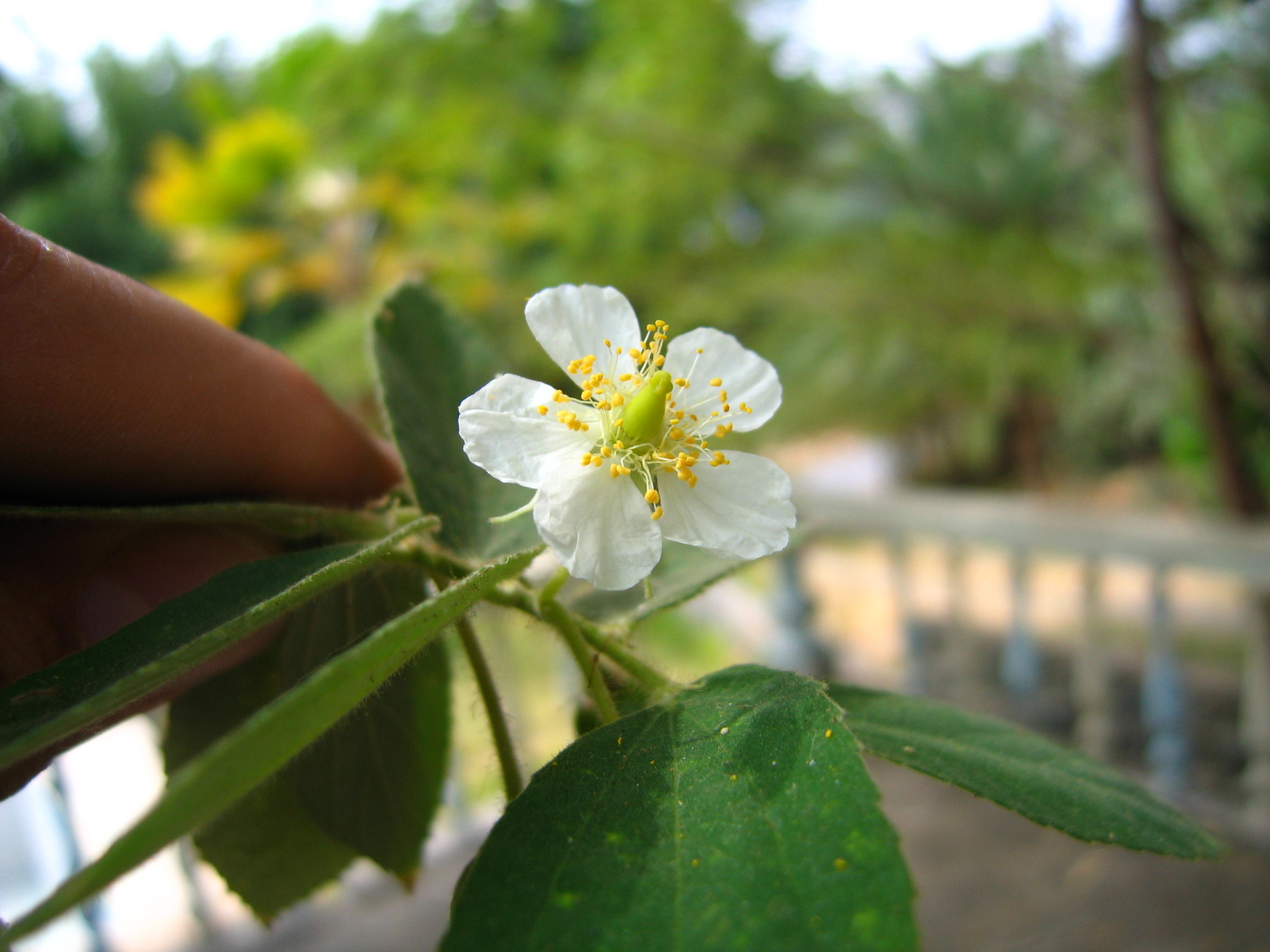 Muntingia calabura image