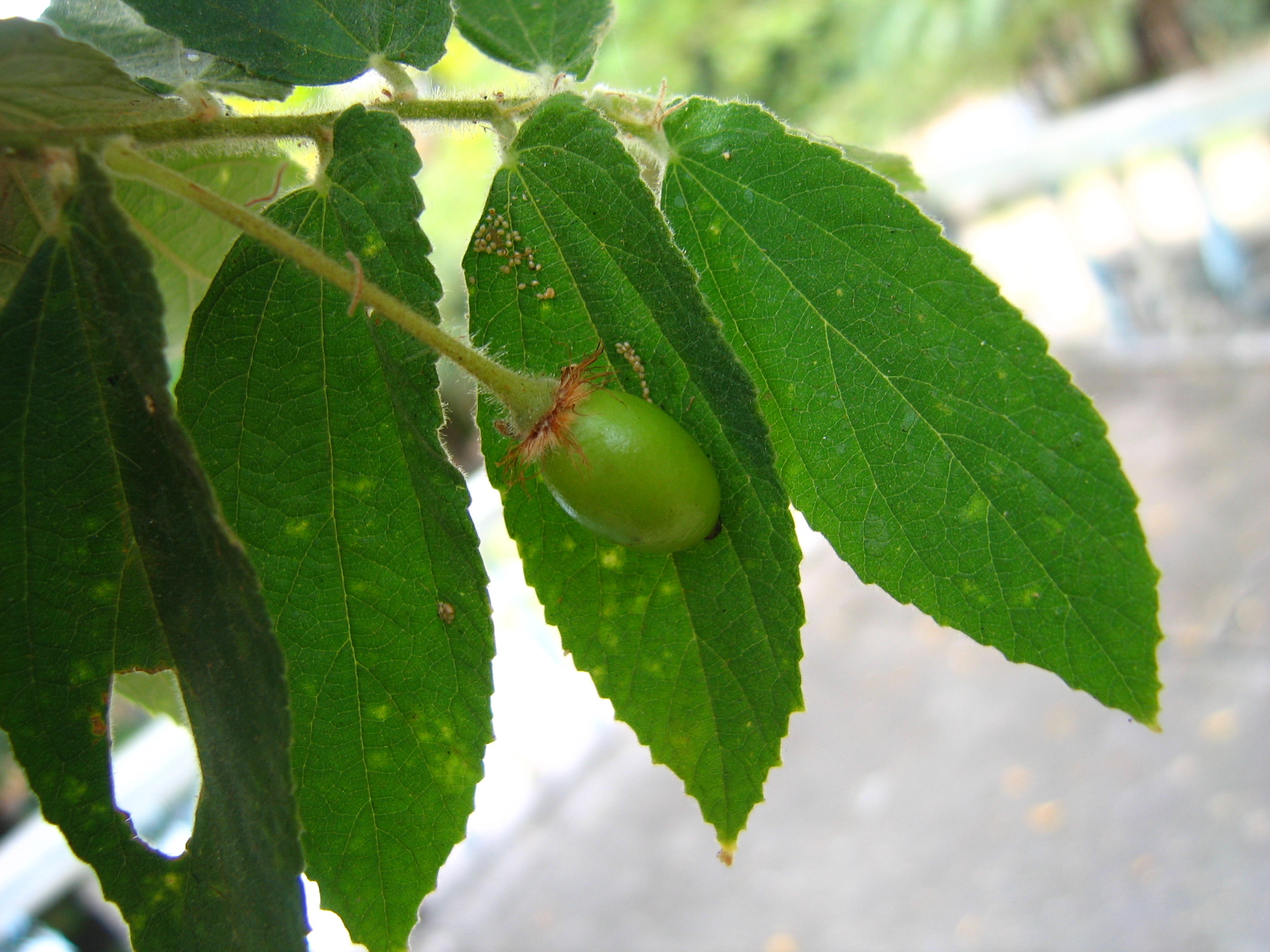 Muntingiaceae image