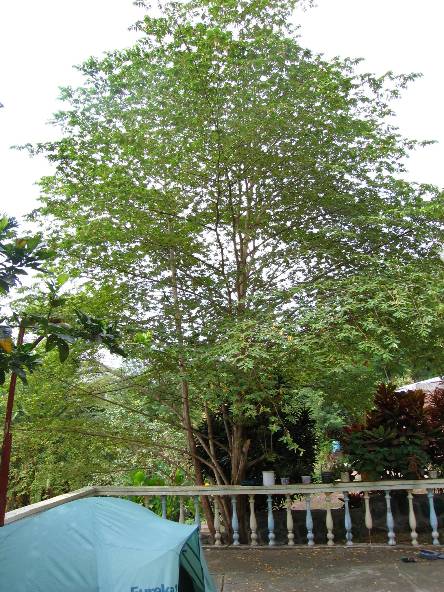 Muntingia calabura image