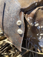 Chelonibia testudinaria