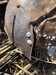 Chelonibia testudinaria