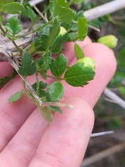 Clematis pauciflora