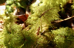 Hylocomium splendens