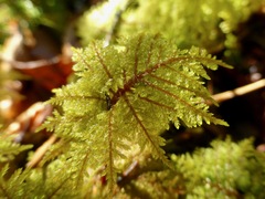 Hylocomium splendens