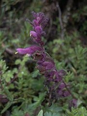 Neobartsia