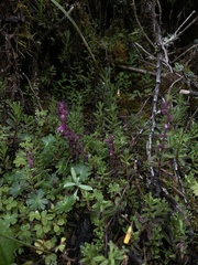 Neobartsia