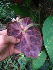 Philodendron verrucosum