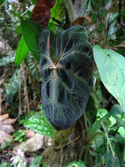 Philodendron verrucosum