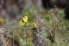 Setophaga palmarum hypochrysea