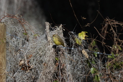 Setophaga palmarum hypochrysea