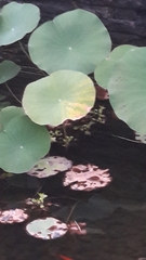 Nelumbo