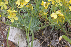 Linum kingii