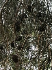 Allocasuarina verticillata