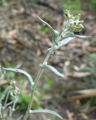 Senecio glomeratus