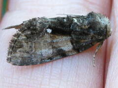 Chytonix palliatricula