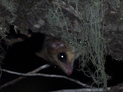 Dromiciops bozinovici