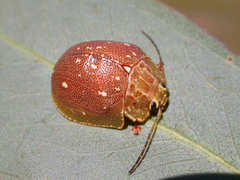 Paropsis lutea