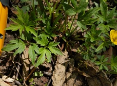 Ranunculus hispidus hispidus