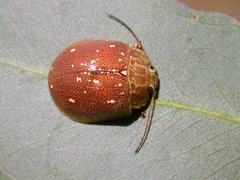 Paropsis lutea