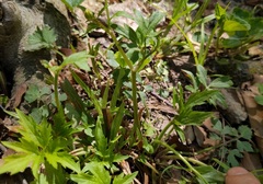 Ranunculus hispidus hispidus
