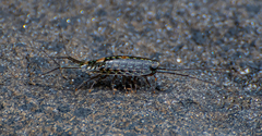 Ligia exotica