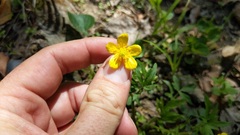 Ranunculus hispidus hispidus