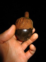 Chlorocardium venenosum