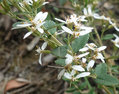 Olearia myrsinoides