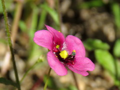 Diascia collina