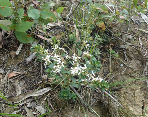 Image of Olearia myrsinoides by (c) yatesy, some rights reserved (CC BY)