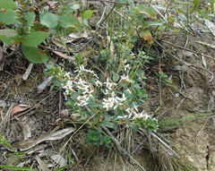Olearia myrsinoides