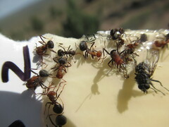 Formica integra