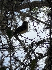 Myiarchus magnirostris