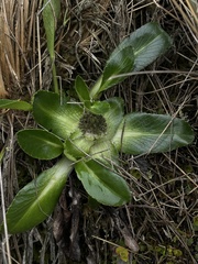 Eryngium humile