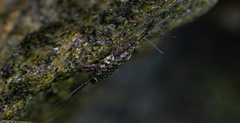 Ligia exotica