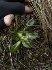Eryngium humile
