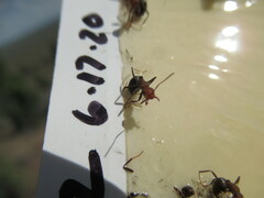 Formica integra