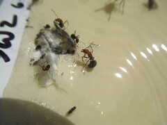 Formica integra