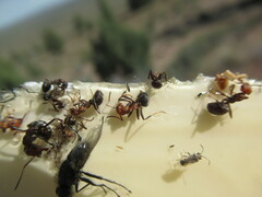 Formica integra