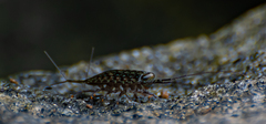 Ligia exotica