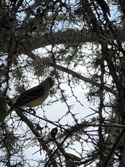 Myiarchus magnirostris