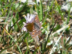 Euphydryas